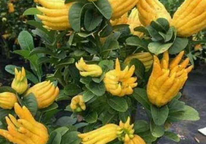 4分钟了解“佛手十三道大菠萝开挂通用版＂!专业师傅带你一起了解